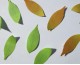 Leaf Its